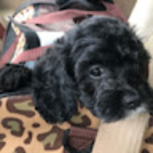 Meet your Posher, Kumiko